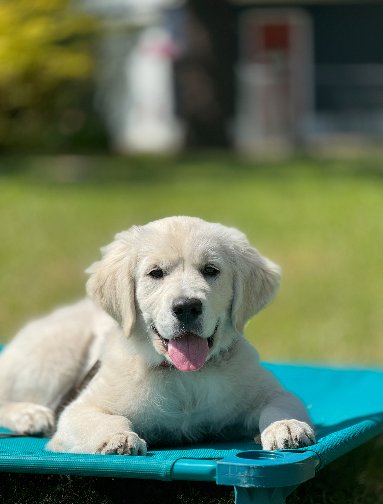 Puppy Foundations