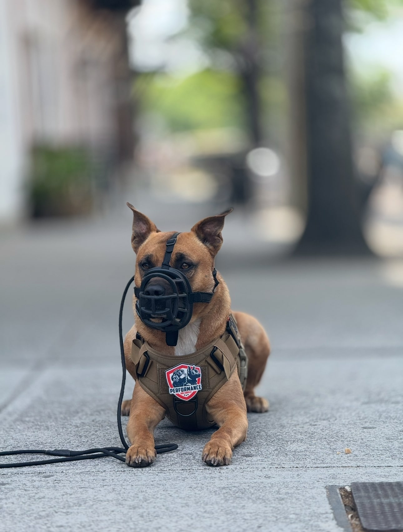 Puppy Foundations